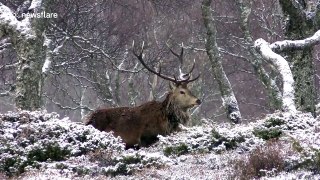 Winter wonderland ! Beautiful red deer herds in snowy Scottish highlands