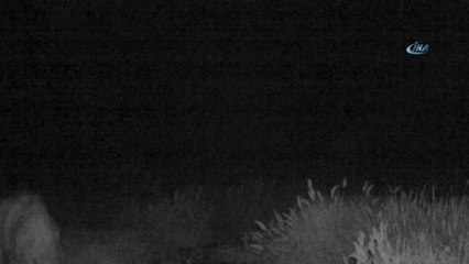 Hatay'da Çizgili Sırtlan Görüntülendi