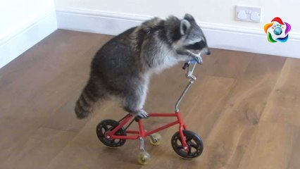 Funny Pet Animals fails compilation - Funniest Animals Fails