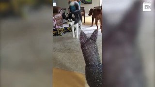 Husky doesn’t trust family’s new Christmas decoration as it looks strangely familiar