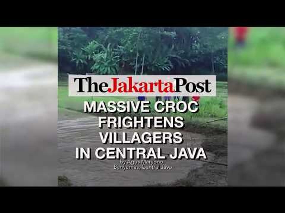 Massive crocodile frightens villagers in Central Java