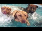 Pet Resort Gives Pups the Freedom to Swim in Pool