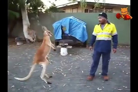 kanguru resmen boks ustası çıktı