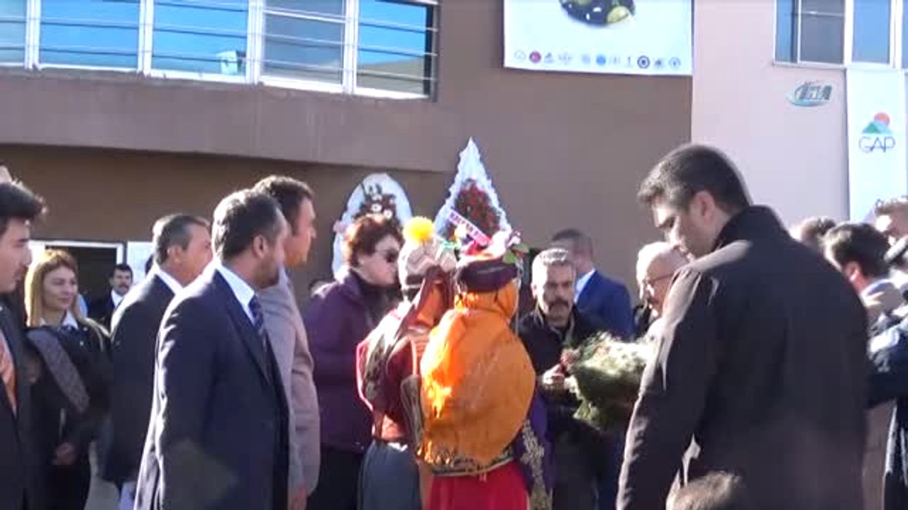 Kalkınma Bakanı Lütfi Elvan, Zeytinyağı Dağıtıp Zeytin Fidanı Dikti