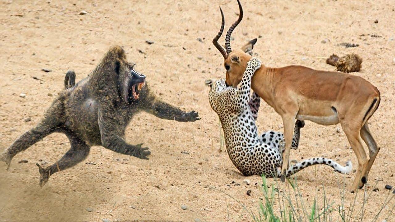 Amazing Baboons Save Impala From Cheetah Attack In Africa