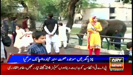 Leopard dies in Lahore Zoo