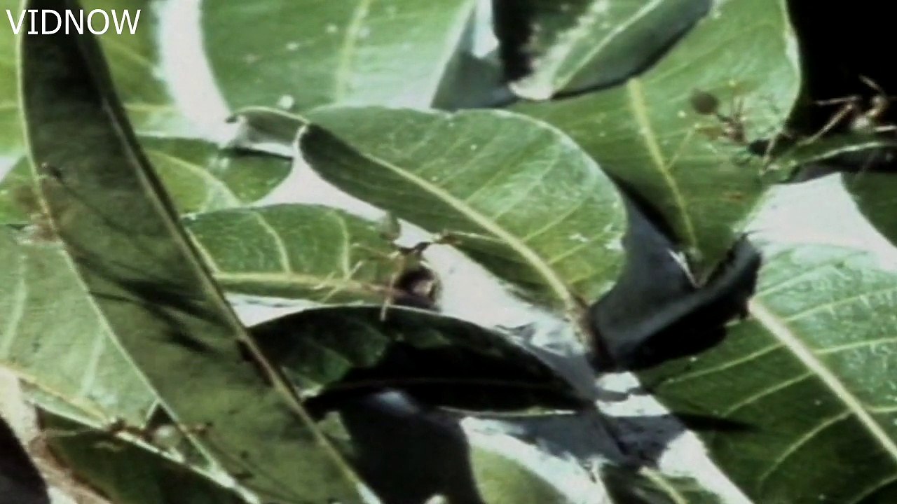 ant mimicking spider