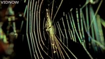 spiders-web making