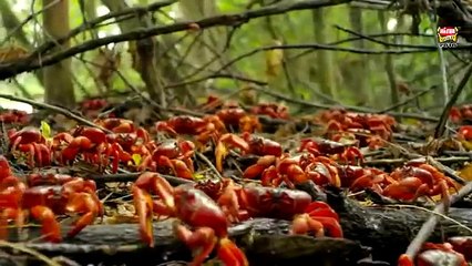 la ilaha illallah anas younus