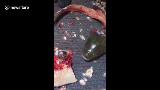 Catfish appears to breathe after being filleted