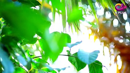 Kambakht Tanno - Episode 239 - 6th December 2017