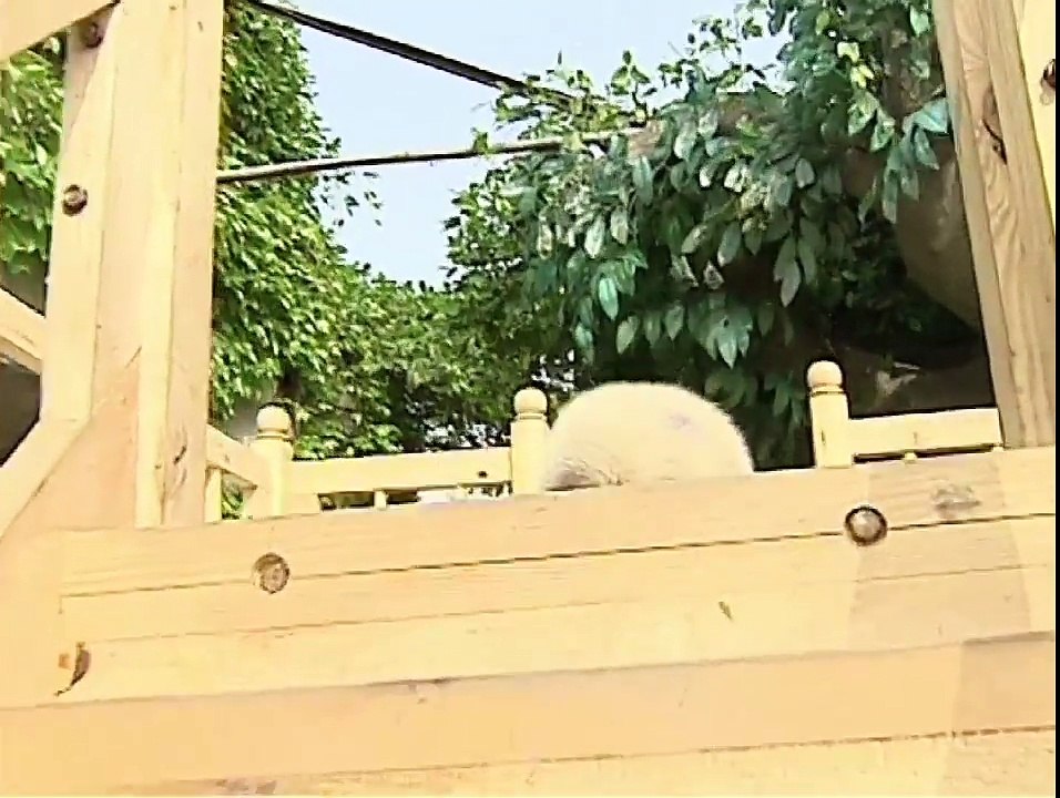 sevimli panda nasılda oyun oynuyor