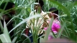 Ganne ke khet me Pakde gaye