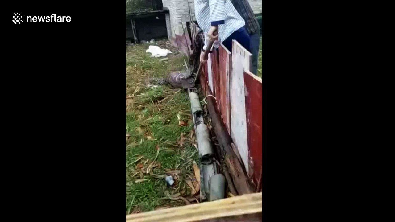 Villagers try to catch python that swallowed 35kg goat