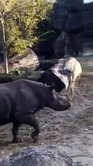 Kendi the rhino at Cincinnati Zoo