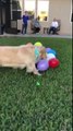 Paradis pour chien : exploser des ballons toute la journée !