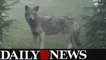 'Coywolf' spotted prowling in New York