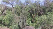 El mayor santuario de cactus del mundo está en México y cuenta con más de 50 especies