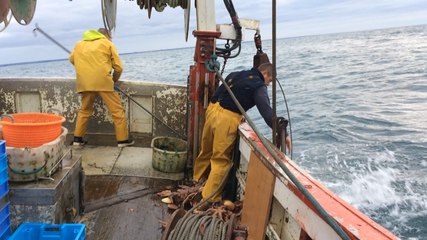 Pêche la coquille des Glénan à bord du P'tit Emile