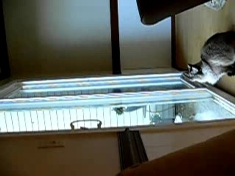 Crazy Cat Attacks Spider On Window