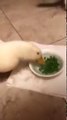 Un canard mange ces petits pois à une vitesse incroyable