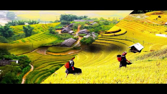 Ruộng bậc thang Tây Bắc mùa lúa chín