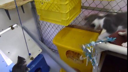 Cười đau bụng với những gia đình vỡ kế hoạch