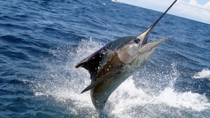 ¡IMPRESIONANTE! Aprende la pesca deportiva con Erwin Miyasaka