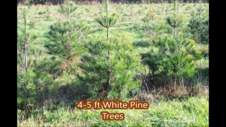 4 ft and 5 foot Evergreens    Pines and Spruce Trees