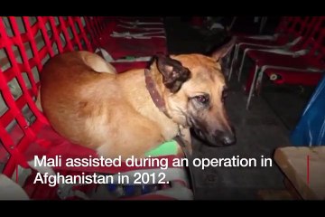 Hero dog Mali receives highest award for gallantry-BBC News