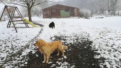 Premières neiges : Kikko et Kinoa.