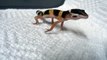 Ce petit Gecko se prend pour un gros dinosaure... Cri adorable