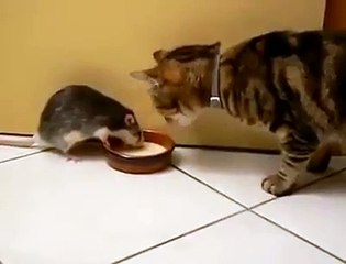 Quand c'est le rat le boss à la maison... Pauvre petit chat
