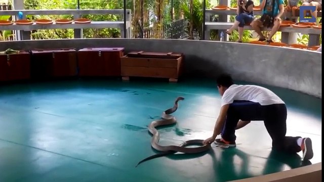 Un cobra tente de mordre un touriste pendant un show de serpent à Phuket