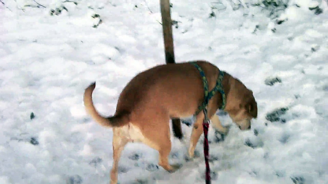 Lotte, Irma und Balu toben im Schnee