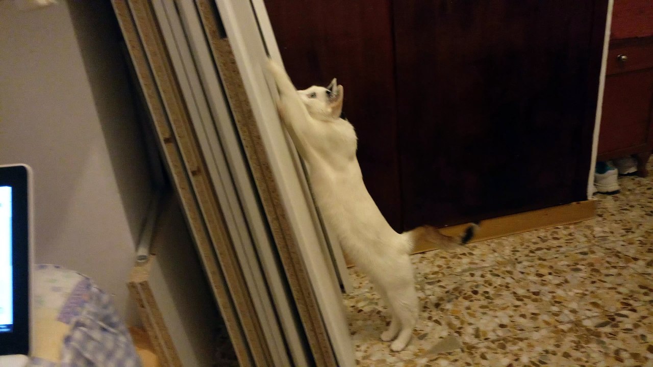Gatito,arañando,tabla