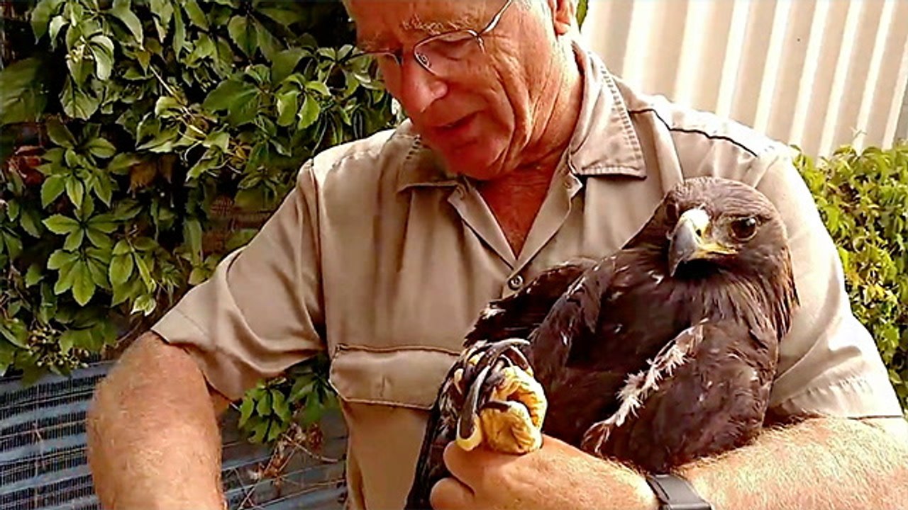 Young Golden Eagles Saved From Brink Of Death