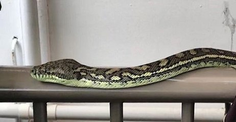 Carpet Python Casually Cruises Through Sunshine Coast Garden