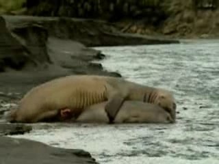 La vie privée des animaux....