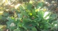 Kuzukulağı ekşimik oğlak kulağı otunun yaprakları çayının faydaları