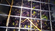 Zeytin yağı fabrikası full otomatik zeytinyağı fabrikası tanıtım videoları