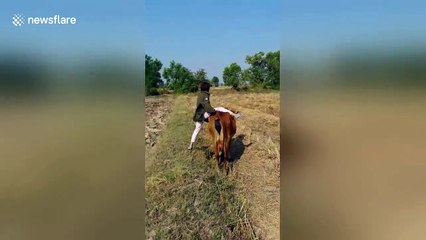 Funny cow riding fail in Thailand