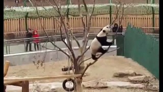 Cute panda Pu Pu falls out of tree