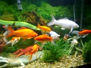 O MEU AQUARIO ( MY FISH TANK )
