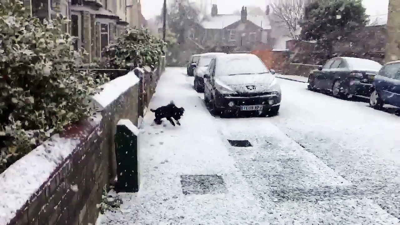 Ce chien qui court dans la neige est sera votre meilleur vidéo