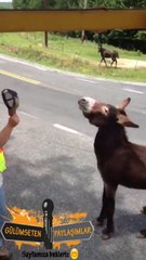 eşekten gözdağı yiyen adam