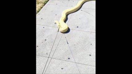 Cet homme promène son python de 3m en laisse dans la rue