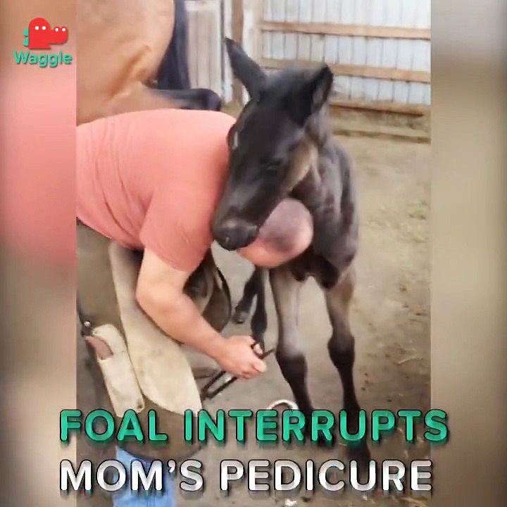 Ce poulain ne veut pas quitter maman meme quand le maréchal ferrant lui change les fers... Adorable