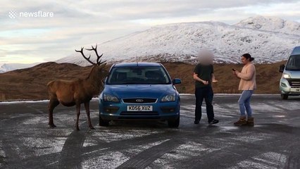 Scottish man gets knocked by wild deer in car park