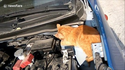 Man finds lost cat under his car bonnet